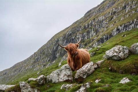 What’s the Difference Between the Irish and the Celts?